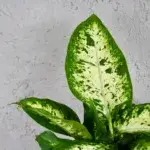 Dieffenbachia-Memoria-Corsii-rostlinkovo