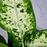 Dieffenbachia-Memoria-Corsii-rostlinkovo
