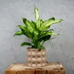 Dieffenbachia-Triumph-rostlinkovo