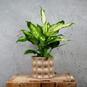 Dieffenbachia-Triumph-rostlinkovo