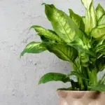 Dieffenbachia-Triumph-rostlinkovo