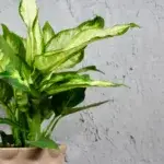 Dieffenbachia-Triumph-rostlinkovo