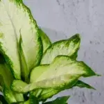 Dieffenbachia-Triumph-rostlinkovo