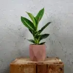 Dieffenbachia-Camilla-rostlinkovo