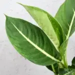 Dieffenbachia-Camilla-rostlinkovo