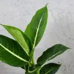 Dieffenbachia-Camilla-rostlinkovo