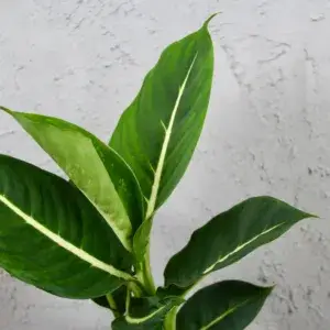 Dieffenbachia-Camilla-rostlinkovo