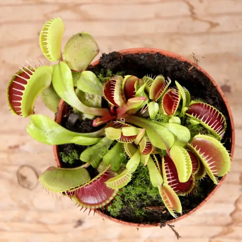 Masožravka-Dionaea-muscipula-rostlinkovo