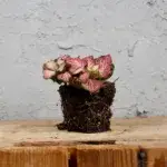 Fittonia-Pink-Anne-baby-rostlinkovo