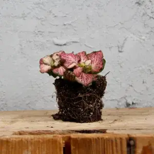 Fittonia-Pink-Anne-baby-rostlinkovo