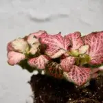 Fittonia-Pink-Anne-baby-rostlinkovo