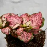 Fittonia-Pink-Anne-baby-rostlinkovo