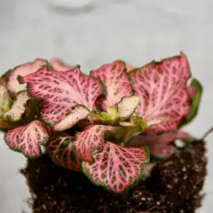 Fittonia-Pink-Anne-baby-rostlinkovo