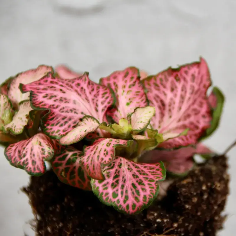 Fittonia-Pink-Anne-baby-rostlinkovo