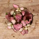 Fittonia-Pink-Anne-baby-rostlinkovo