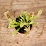 Masožravka-Sarracenia-rostlinkovo