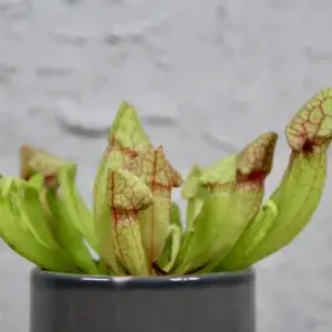 Masožravka-Sarracenia-rostlinkovo