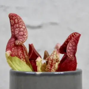 Masožravka-Sarracenia-rostlinkovo