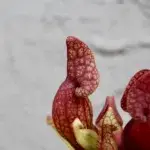 Masožravka-Sarracenia-rostlinkovo