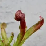 Masožravka-Sarracenia-rostlinkovo