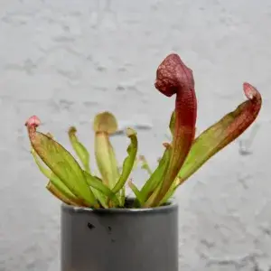 Masožravka-Sarracenia-rostlinkovo