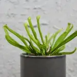 Masožravka-Sarracenia-rostlinkovo