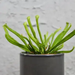 Masožravka-Sarracenia-rostlinkovo