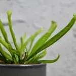 Masožravka-Sarracenia-rostlinkovo