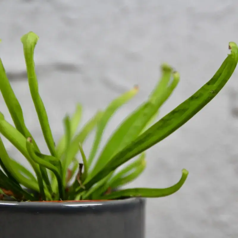 Masožravka-Sarracenia-rostlinkovo