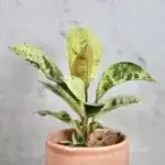 ficus-elastica-shivereana-rostlinkovo