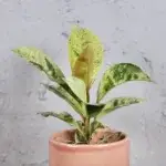 ficus-elastica-shivereana-rostlinkovo