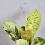 ficus-elastica-shivereana-rostlinkovo