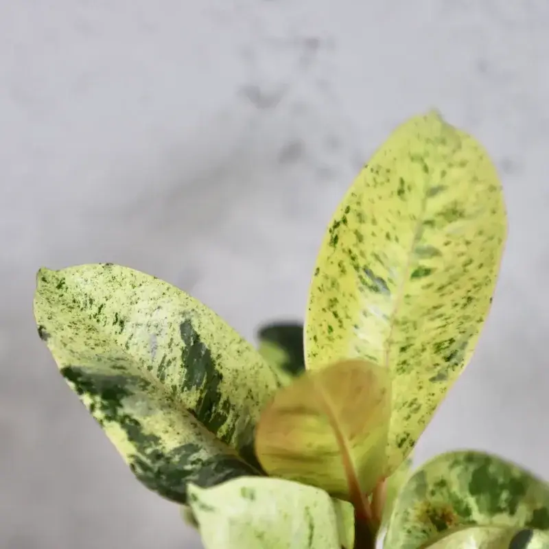 ficus-elastica-shivereana-rostlinkovo