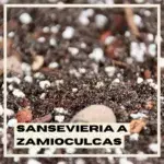 substrat-sansevieria-a-zamioculcas-rostlinkovo