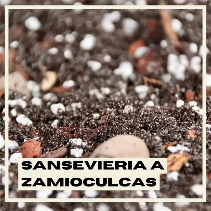 substrat-sansevieria-a-zamioculcas-rostlinkovo