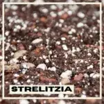 substrat-strelitzia-rostlinkovo
