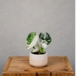alocasia-frydek-variegata-alokazie-pokojova-rostlina-rostlinkovo