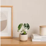 alocasia-frydek-variegata-alokazie-pokojova-rostlina-rostlinkovo