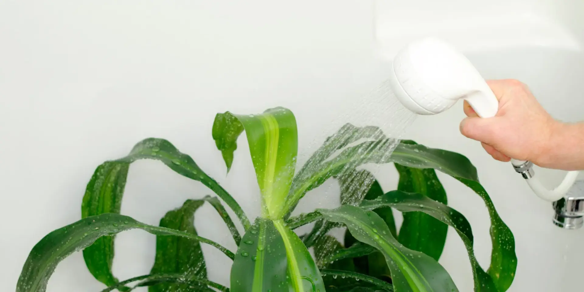 sprchování-rostlin-rostlinkovo