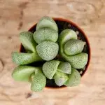 lithops-venteri-mini-rostlinkovo