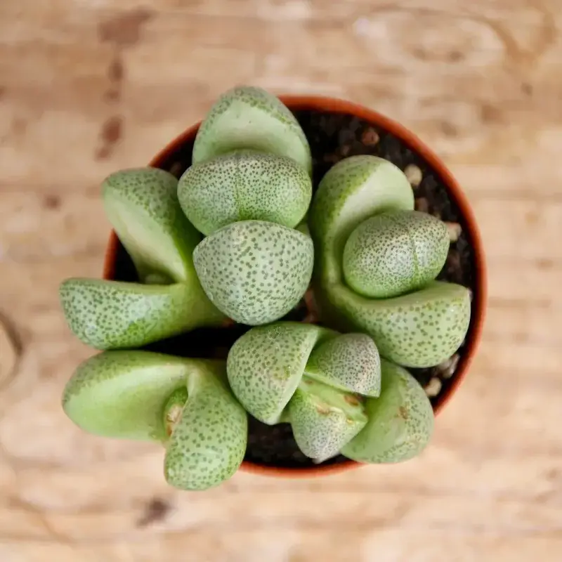 lithops-venteri-mini-rostlinkovo lithops-venteri-mini-rostlinkovo