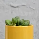 lithops-venteri-mini-rostlinkovo