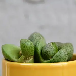 lithops-venteri-mini-rostlinkovo