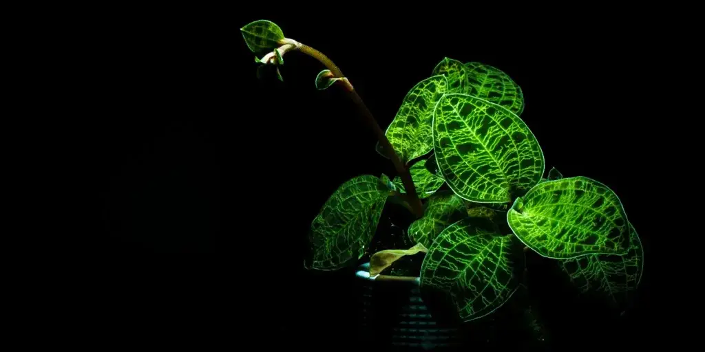 Jewel-orchid-raritní-orchidej-rostlinkovo