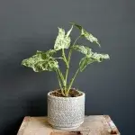 syngonium-mottled-mojito-rostlinkovo