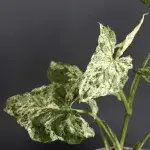 syngonium-mottled-mojito-rostlinkovo