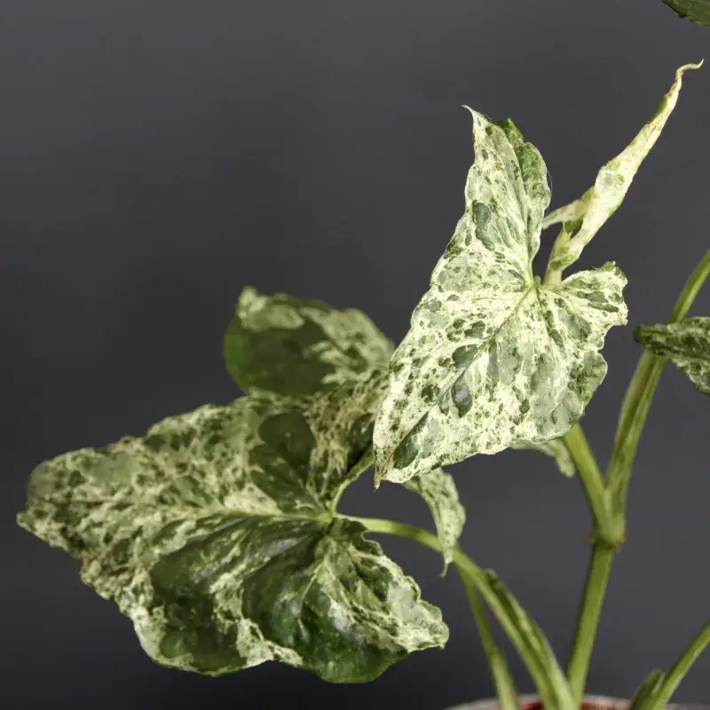 syngonium-mottled-mojito-rostlinkovo
