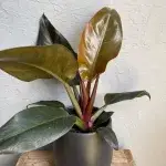 philodendron-imperial-red-rostlinkovo