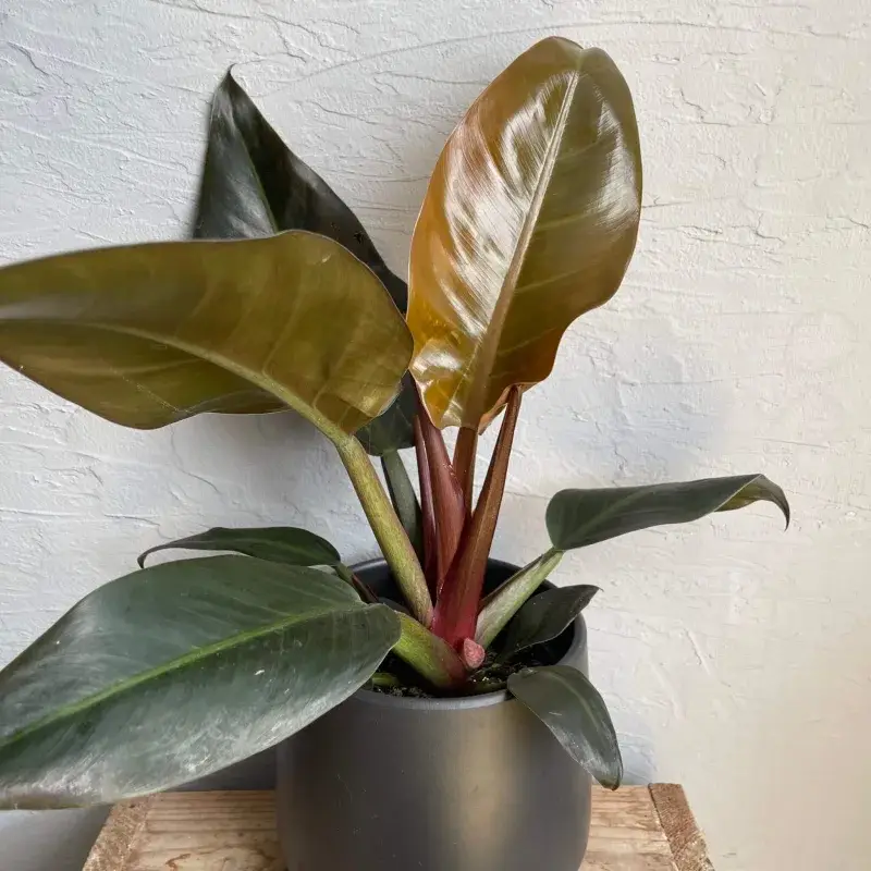 philodendron-imperial-red-rostlinkovo