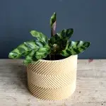 calathea-lancifolia-rostlinkovo